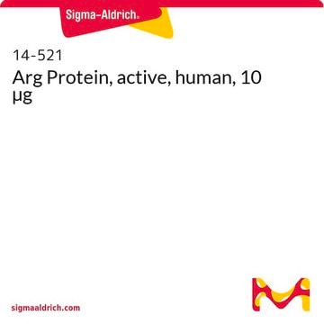 Arg Protein, active, human, 10 µg