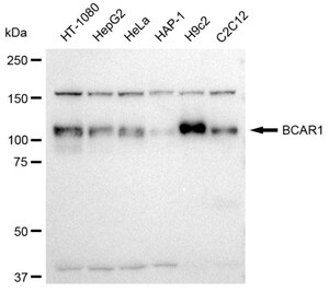 KD-Validated Anti BCAR1 Antibody, clone 23GB3690, Rabbit Monoclonal clone 23GB3690, recombinant rabbit monoclonal, expressed in HEK293 cells