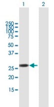 Anti-RBM38 antibody produced in mouse purified immunoglobulin, buffered aqueous solution