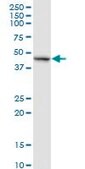 Anti-RELT antibody produced in rabbit purified immunoglobulin, buffered aqueous solution
