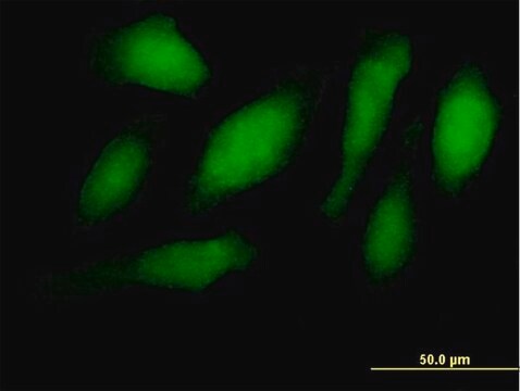 Anti-RNF34 antibody produced in mouse IgG fraction of antiserum, buffered aqueous solution