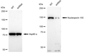 KD-Validated Anti Nucleoporin 155 Antibody, clone 23GB2010, Rabbit Monoclonal clone 23GB2010, recombinant rabbit monoclonal, expressed in HEK293 cells
