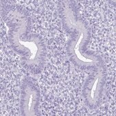 Anti-SPERT antibody produced in rabbit Prestige Antibodies® Powered by Atlas Antibodies, affinity isolated antibody, buffered aqueous glycerol solution