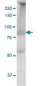 Monoclonal Anti-THRAP5, (N-terminal) antibody produced in mouse clone 2B7, purified immunoglobulin, buffered aqueous solution