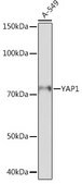 Anti-YAP1 antibody produced in rabbit