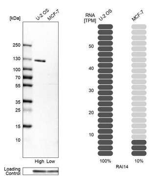Anti-RAI14 antibody produced in rabbit Prestige Antibodies&#174; Powered by Atlas Antibodies, affinity isolated antibody, buffered aqueous glycerol solution