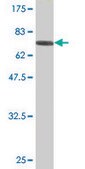 Monoclonal Anti-TNS4 antibody produced in mouse clone 1C1, purified immunoglobulin, buffered aqueous solution