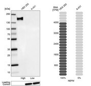 Anti-NEFM antibody produced in rabbit Prestige Antibodies&#174; Powered by Atlas Antibodies, affinity isolated antibody, buffered aqueous glycerol solution, Ab1