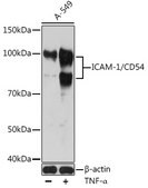 Anti-ICAM-1/CD54 Antibody, clone 2G8Z5, Rabbit Monoclonal