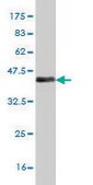 ANTI-MEF2A antibody produced in mouse clone 1C4, purified immunoglobulin, buffered aqueous solution