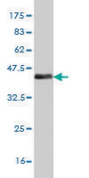 ANTI-MEF2A antibody produced in mouse clone 1C4, purified immunoglobulin, buffered aqueous solution