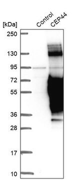 Anti-CEP44 antibody produced in rabbit Prestige Antibodies® Powered by Atlas Antibodies, affinity isolated antibody, buffered aqueous glycerol solution