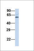 Anti-GPR75 antibody produced in rabbit affinity isolated antibody
