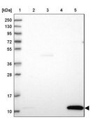 Anti-GCHFR antibody produced in rabbit Prestige Antibodies&#174; Powered by Atlas Antibodies, affinity isolated antibody, buffered aqueous glycerol solution