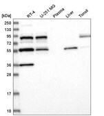 Anti-SREK1 antibody produced in rabbit Prestige Antibodies&#174; Powered by Atlas Antibodies, affinity isolated antibody