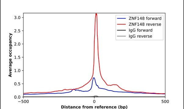 ANTI-ZNF148 antibody produced in rabbit Prestige Antibodies&#174; Powered by Atlas Antibodies, affinity isolated antibody, buffered aqueous glycerol solution