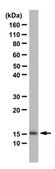 Anti-acetyl-Histone H2B (Lys24) Antibody from rabbit, purified by affinity chromatography