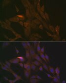 Anti-PER3 Antibody, clone 9I3I6, Rabbit Monoclonal