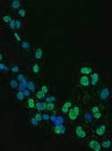 抗-Olig2抗体，克隆211F1.1，Alexa Fluor™488结合物｜MABN50A4 clone 211F1.1, from mouse, ALEXA FLUOR™ 488