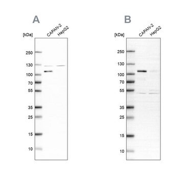 抗 SP1 兔抗 Prestige Antibodies&#174; Powered by Atlas Antibodies, affinity isolated antibody, buffered aqueous glycerol solution