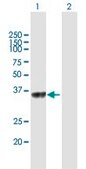 Anti-LOC285636 antibody produced in mouse IgG fraction of antiserum, buffered aqueous solution