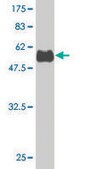 Monoclonal Anti-RUNDC2A antibody produced in mouse clone 6D6, purified immunoglobulin, buffered aqueous solution