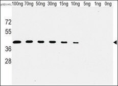 Monoclonal Anti-H1L antibody produced in mouse purified immunoglobulin, buffered aqueous solution