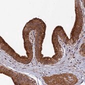 Anti-SPG21 antibody produced in rabbit Prestige Antibodies&#174; Powered by Atlas Antibodies, affinity isolated antibody, buffered aqueous glycerol solution