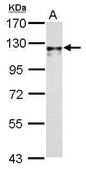 Anti-N-cadherin antibody produced in rabbit affinity isolated antibody