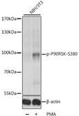 Anti-Phospho-P90RSK-S380 antibody produced in rabbit