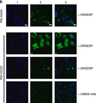 Anti-Integrin &#945;V&#946;3 Antibody, clone LM609 clone LM609, Chemicon&#174;, from mouse
