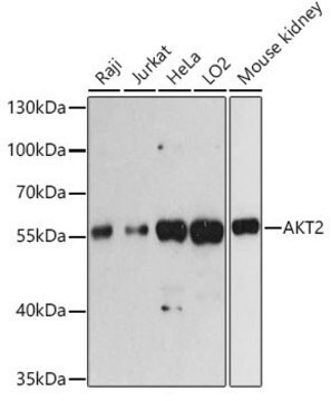 Anti- AKT2 antibody produced in rabbit