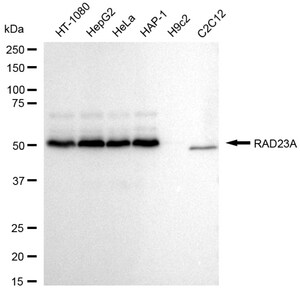 KD-Validated Anti RAD23A Antibody, clone 24GB1080, Rabbit Monoclonal clone 24GB1080, recombinant rabbit monoclonal, expressed in HEK293 cells