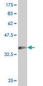 ANTI-PHF1 antibody produced in mouse clone 4F5, purified immunoglobulin, buffered aqueous solution
