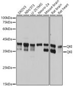 Anti-QKI Antibody, clone 1D1N6, Rabbit Monoclonal
