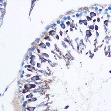 Anti-CDK1 antibody produced in rabbit