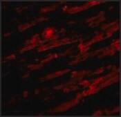 Anti-Unc93b antibody produced in rabbit affinity isolated antibody, buffered aqueous solution