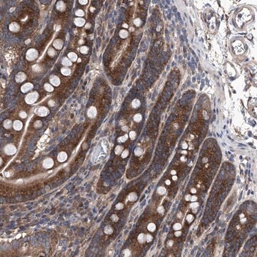 Anti-KTI12 antibody produced in rabbit Prestige Antibodies&#174; Powered by Atlas Antibodies, affinity isolated antibody, buffered aqueous glycerol solution, ab1