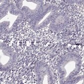 Anti-LRRC27 Prestige Antibodies&#174; Powered by Atlas Antibodies, affinity isolated antibody