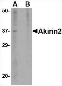 Anti-Akirin2 (ab1) antibody produced in rabbit affinity isolated antibody, buffered aqueous solution