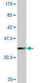 Monoclonal Anti-SUGT1 antibody produced in mouse clone 1A10, purified immunoglobulin, buffered aqueous solution