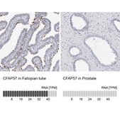 Anti-CFAP57 antibody produced in rabbit Prestige Antibodies® Powered by Atlas Antibodies, affinity isolated antibody, buffered aqueous glycerol solution