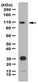 Anti-CLEC16A Antibody from rabbit, purified by affinity chromatography