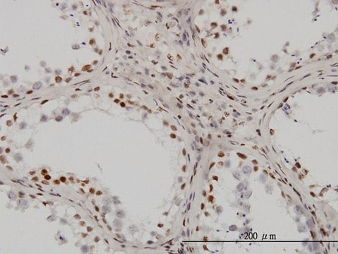 Monoclonal Anti-UBTF antibody produced in mouse clone 6B6, purified immunoglobulin, buffered aqueous solution