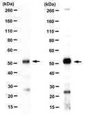 Anti-Bif-1 from rabbit, purified by affinity chromatography