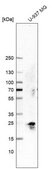 Anti-TMED3 antibody produced in rabbit Prestige Antibodies&#174; Powered by Atlas Antibodies, affinity isolated antibody