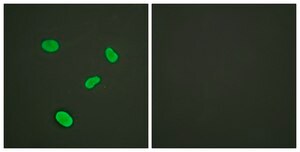 Anti-Histone H4 antibody produced in rabbit affinity isolated antibody