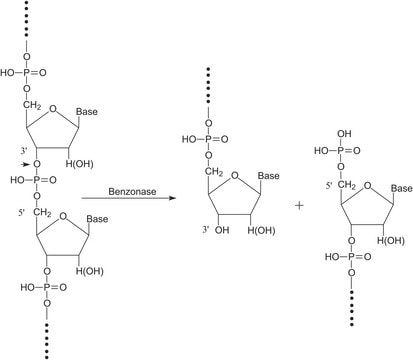 Benzonase全能核酸酶&#174; suitable for biopharmaceutical production EMPROVE&#174; bio