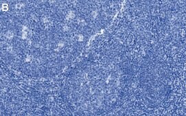 Anti-ASC/PYCARD Antibody, clone 1C19 ZooMAb® Rabbit Monoclonal recombinant, expressed in HEK 293 cells