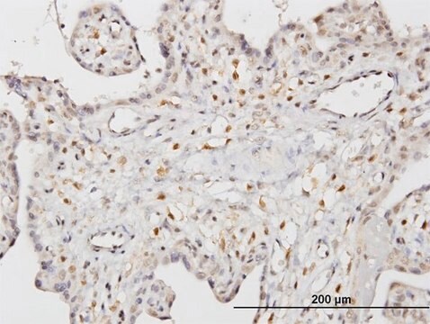 Monoclonal Anti-STK33 antibody produced in mouse clone 3F10, purified immunoglobulin, buffered aqueous solution